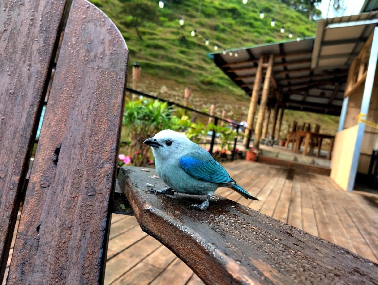 Hotel Rivel - Restaurant & Nature Retreat Turrialba Dış mekan fotoğraf